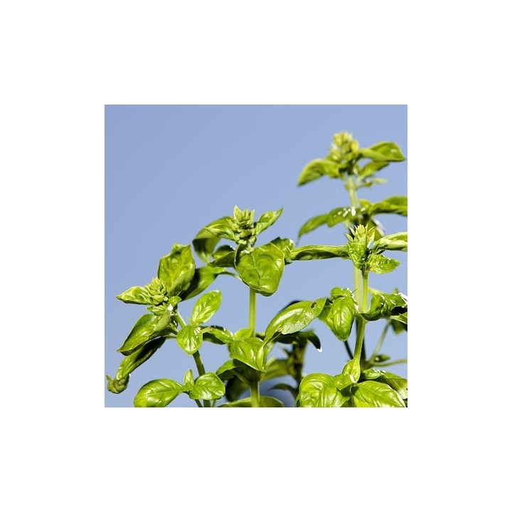 Sementes de manjericão de folhas largas Ocimum basilicum plant jardim urbano