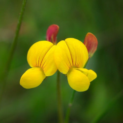 semillas fenogreco flor amarilla