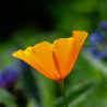 Eschscholzia californica flor semillas