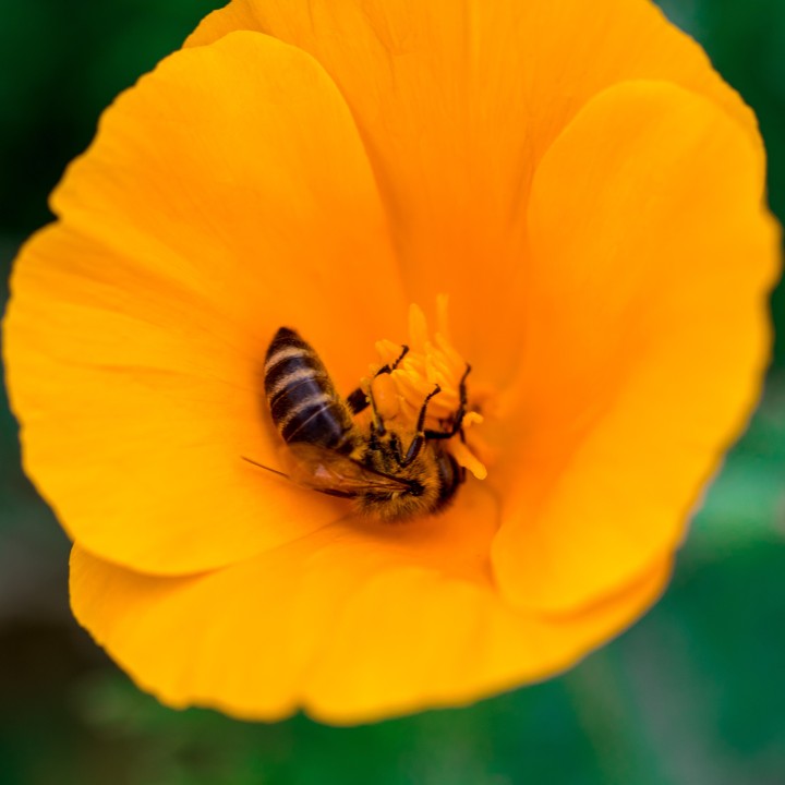 Sementes de Papoula laranja da Califórnia (Eschscholzia californica)