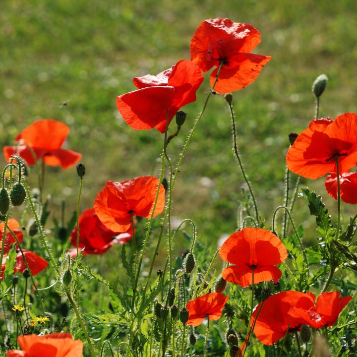 Sementes de Papoila vermelha (Papaver rhoeas) para semear a um bom preço
