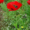 Amapola Roja semillas seeds poppy