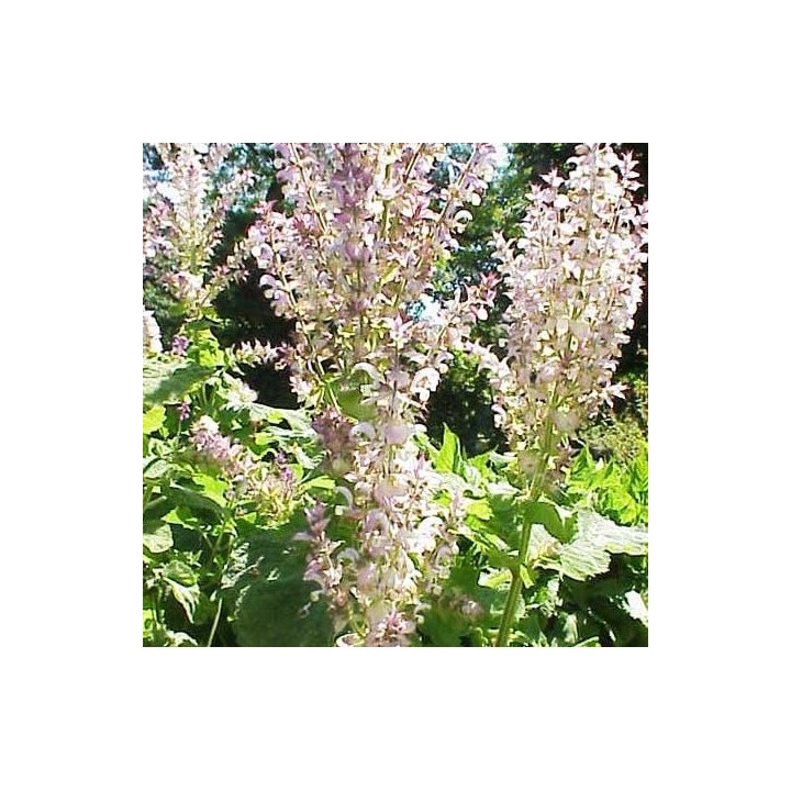 Salvia sclarea - sementes