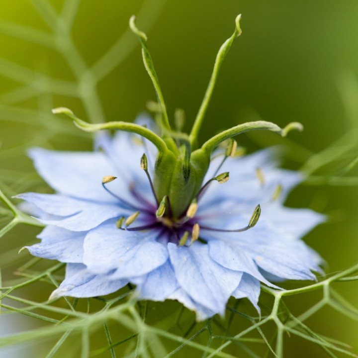 Dama-entre-verdes - Sementes