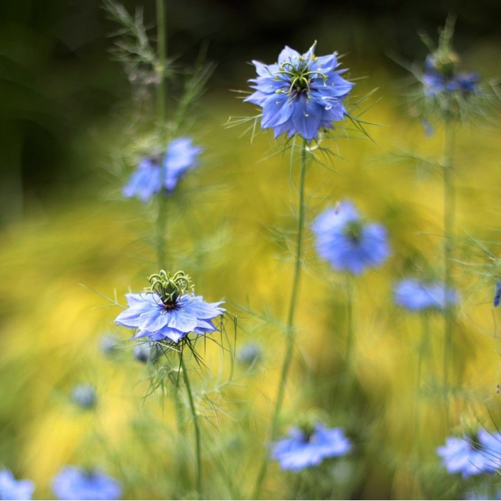 Sementes de Dama-entre-verdes (Nigella damascena)