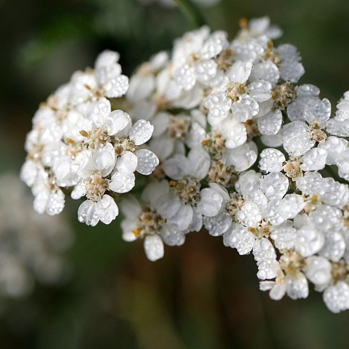 Sementes de Milefolio (Achillea millefolium) milfoil preço aromático