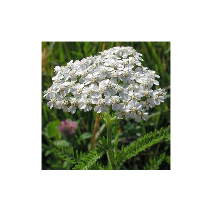 Sementes de Milefolio (Achillea millefolium) milfoil preço aromático