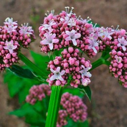 Valeriana sementes