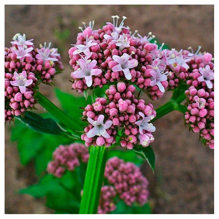 Valeriana sementes