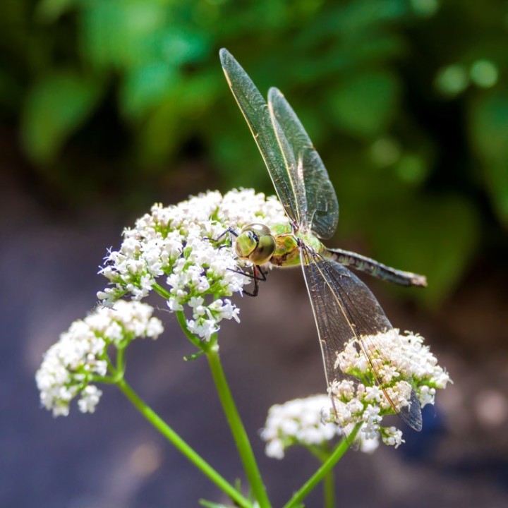 Sementes de Valeriana (Valeriana officinalis) uma planta medicinal