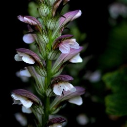 Acanto acanthus