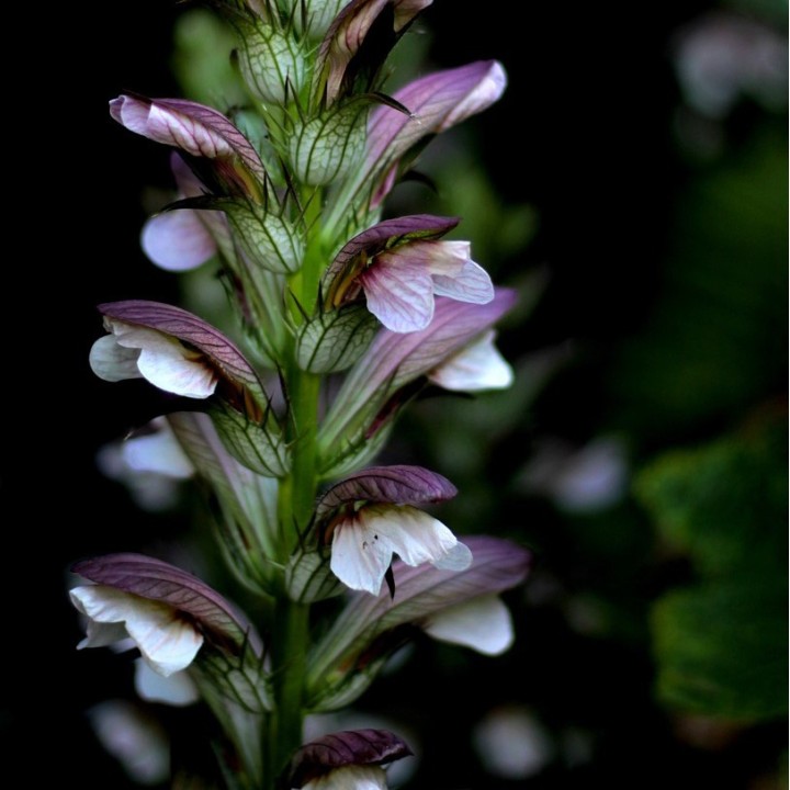 Acanto acanthus