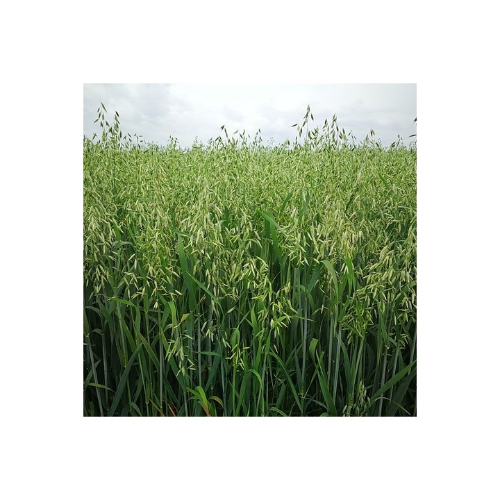 Sementes de Avena sativa para semear, semear sua própria aveia