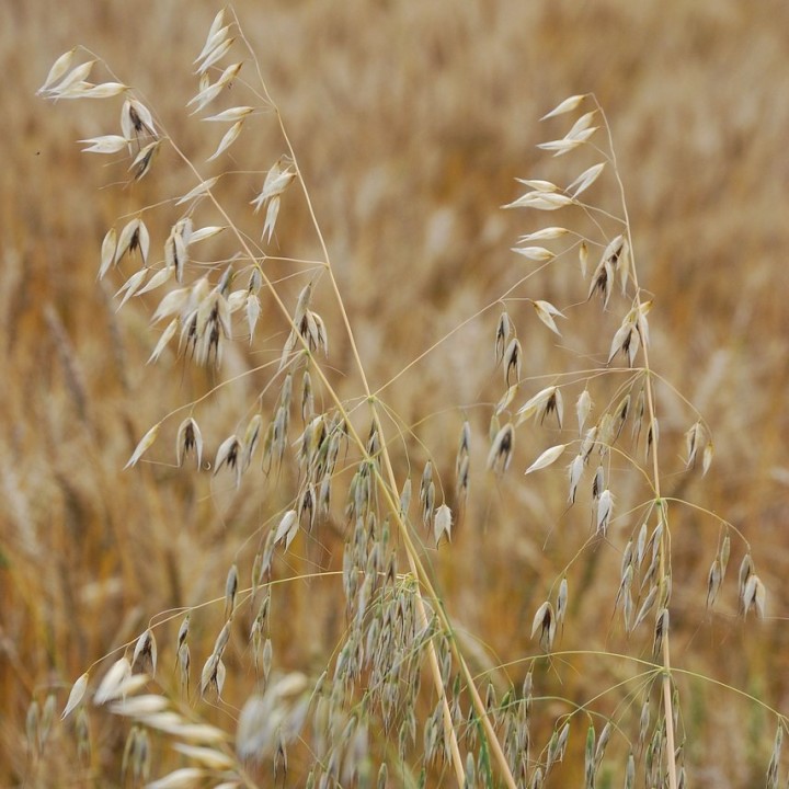 Sementes de Avena sativa para semear, semear sua própria aveia