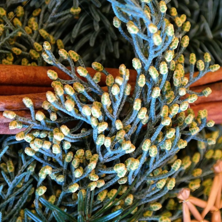 Sementes de Cipreste do Arizona (Cupressus arizonica)