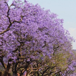 Jacaranda mimosifolia Sementes