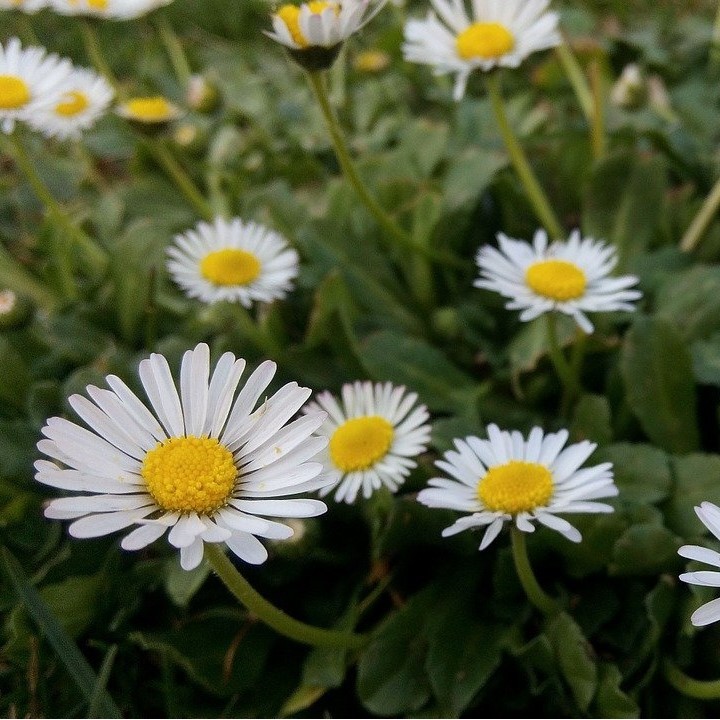 Comprar sementes Bellis Perennis  | Loja de sementes