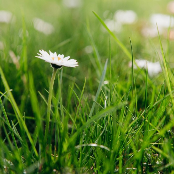 Comprar sementes Bellis Perennis  | Loja de sementes