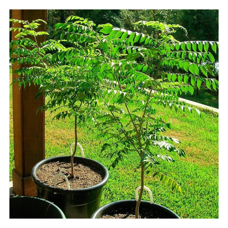 Árvore de caril - 10 sementes