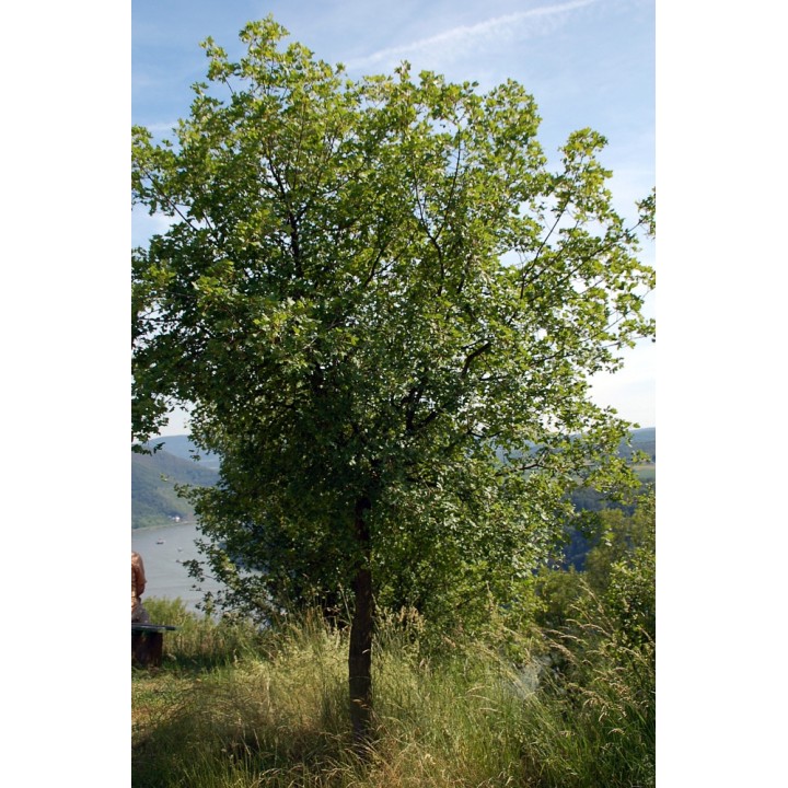 Sementes de Acer monspessulanum, ou Bordo de Montpellier, Maple para semear sementes