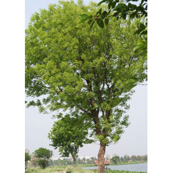 Sementes de árvore de Mogno (Swietenia mahagoni)
