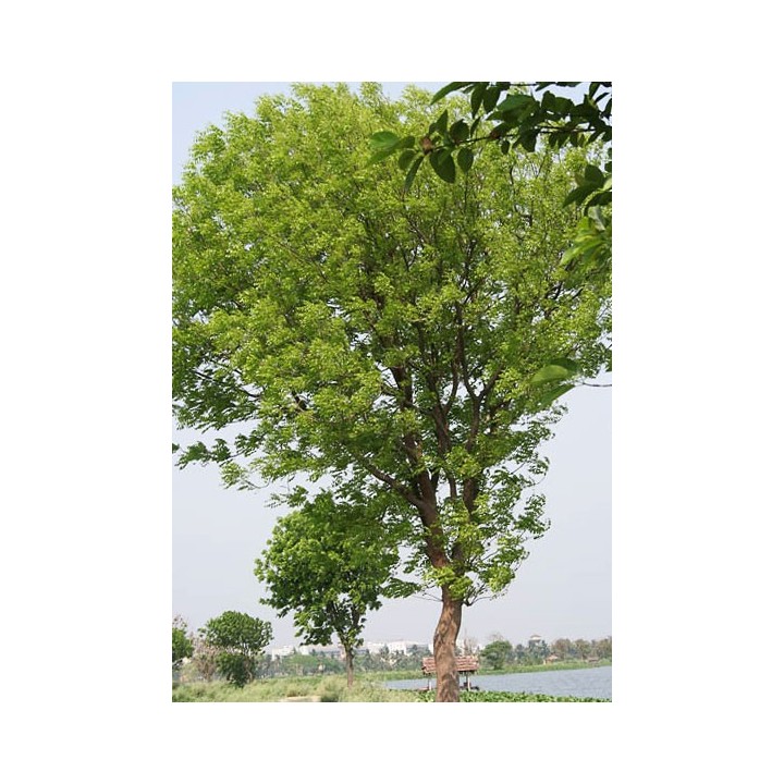 Caoba swietenia mahagoni semillas