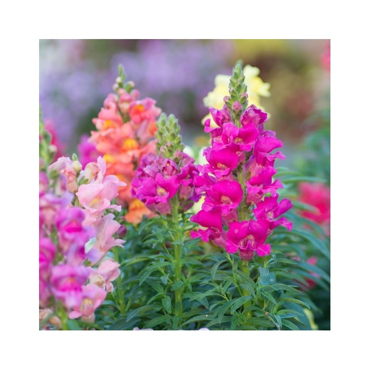 snap dragon conejitos boca de dragón semillas