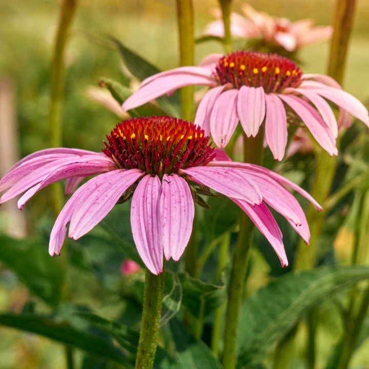 Sementes de Equinácea púrpurea (Echinacea purpurea)