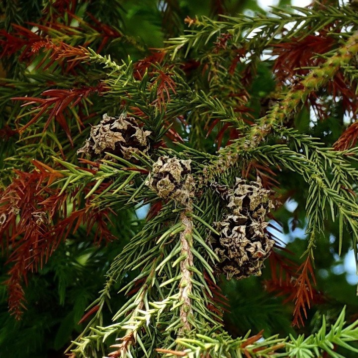 Sementes de Cedro japonês (Cryptomeria japonica( cryptomeria em semente