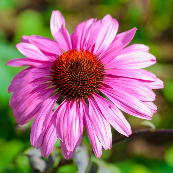 Sementes de Equinácea púrpurea (Echinacea purpurea)
