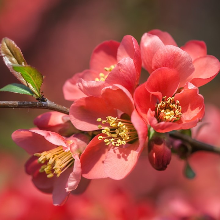Sementes de Marmelo japonês (Chaenomeles japonica)