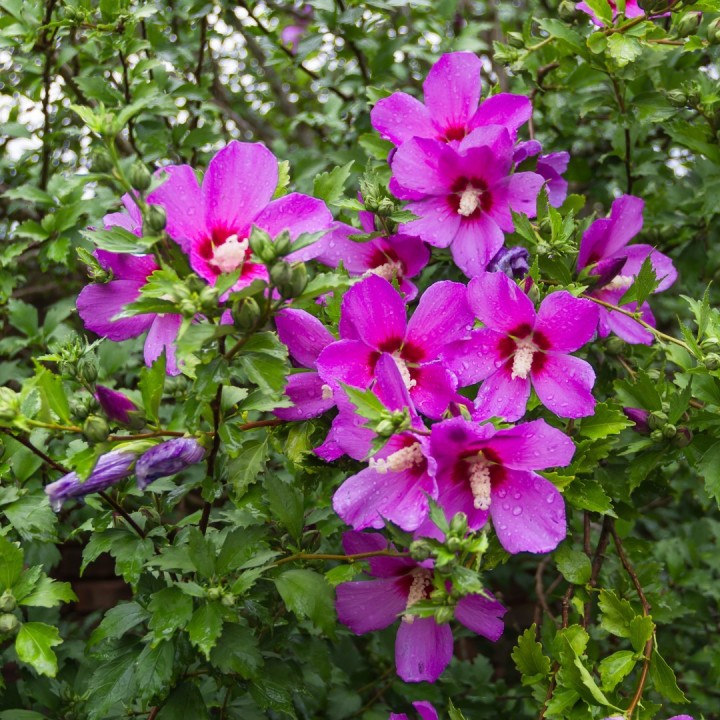 Sementes de Hibiscus syriacus (Rosa-da-Síria ou Hibisco)