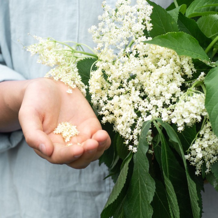 Sementes de Sabugueiro (Sambucus nigra)