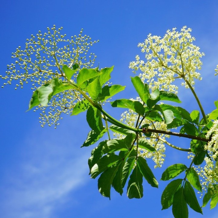 Sementes de Sabugueiro (Sambucus nigra)