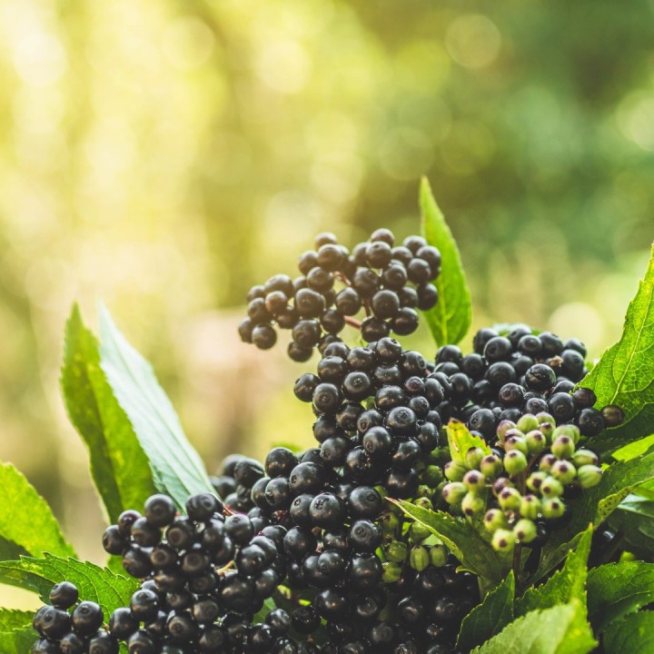 Sementes de Sabugueiro (Sambucus nigra)