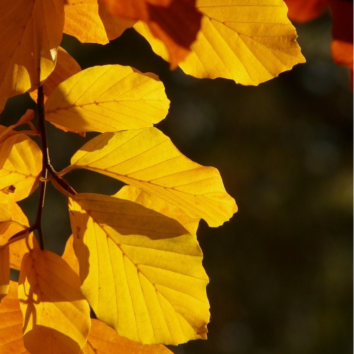 Sementes de Faia comum (Fagus sylvatica)