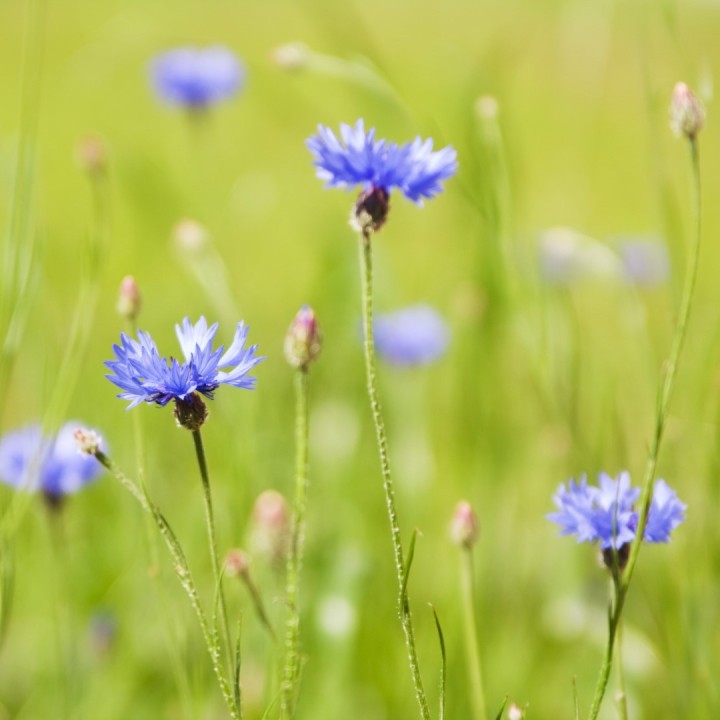 Sementes de Centaurea cyanus (flor azul) azulejo ou aciano