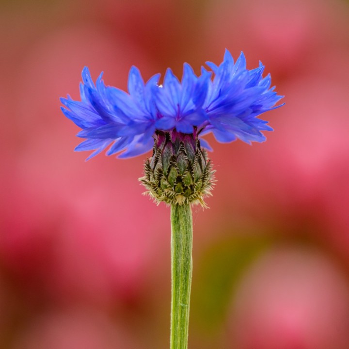 Sementes de Centaurea cyanus (flor azul) azulejo ou aciano