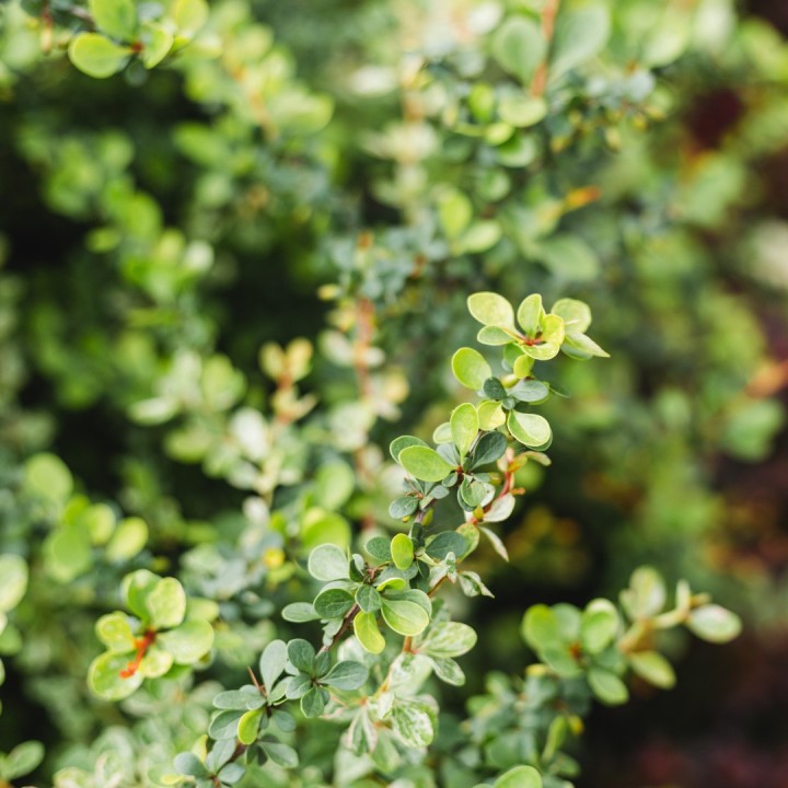 Sementes de Buxo (Buxus sempervirens) online
