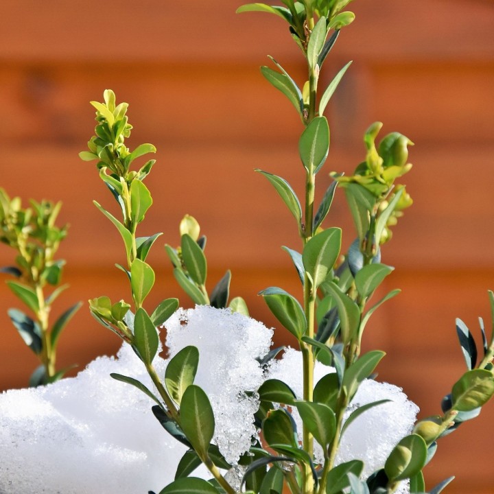 Sementes de Buxo (Buxus sempervirens) online