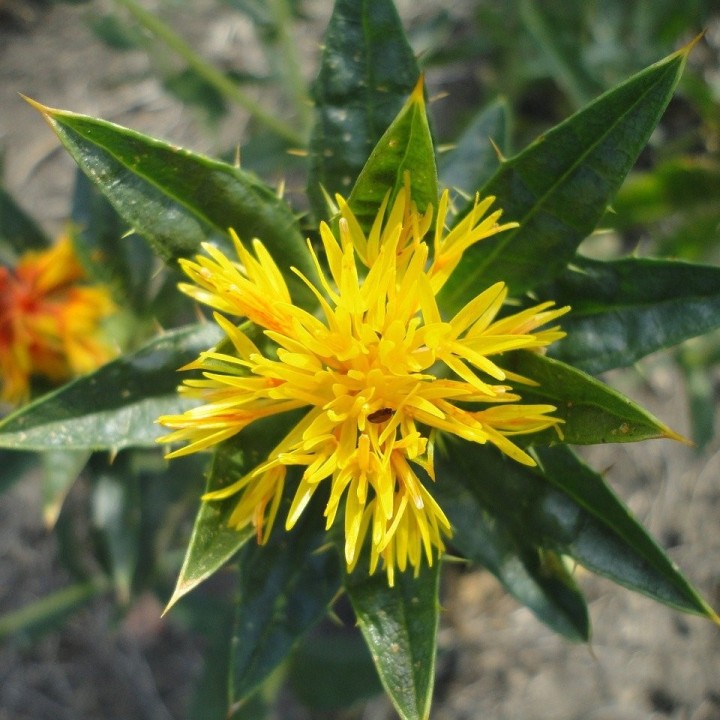 Sementes de Cártamo (Carthamus tinctorius) corante com flor de laranjeira