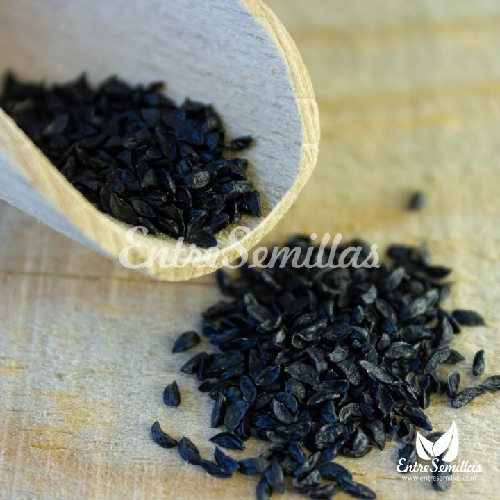 Sementes de Cebolinha (Allium schoenoprasum)
