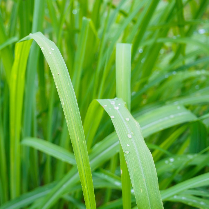 Sementes de Erva-Príncipe (Cymbopogon citratus) a verdadeira citronela