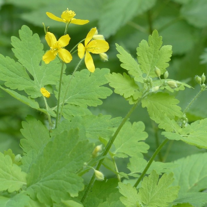 Sementes de Celidonia maior (Chelidonium majus), celandina, quelidonia, planta de verrugas para comprar