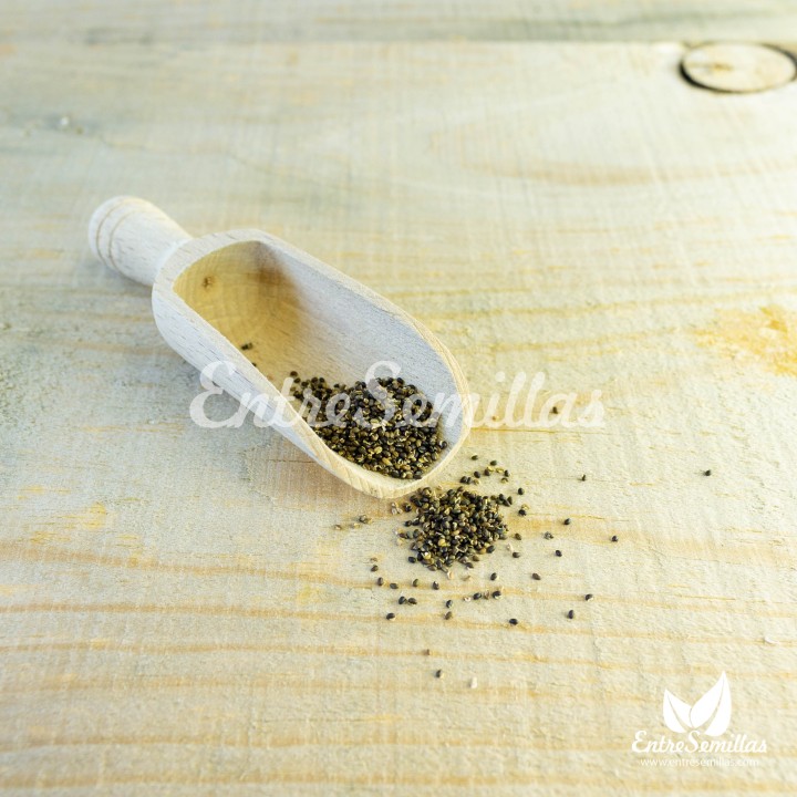 Sementes de Celidonia maior (Chelidonium majus), celandina, quelidonia, planta de verrugas para comprar