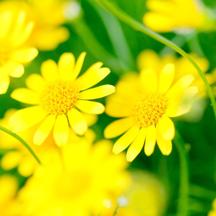 Sementes de Anthemis tinctoria ou Cota tinctoria a margarida dourada