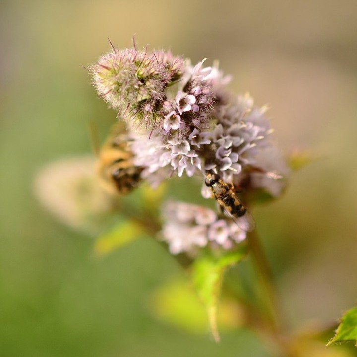 Sementes de Menta piperita, hortelã-pimenta ou, hortelã (Mentha sp.)