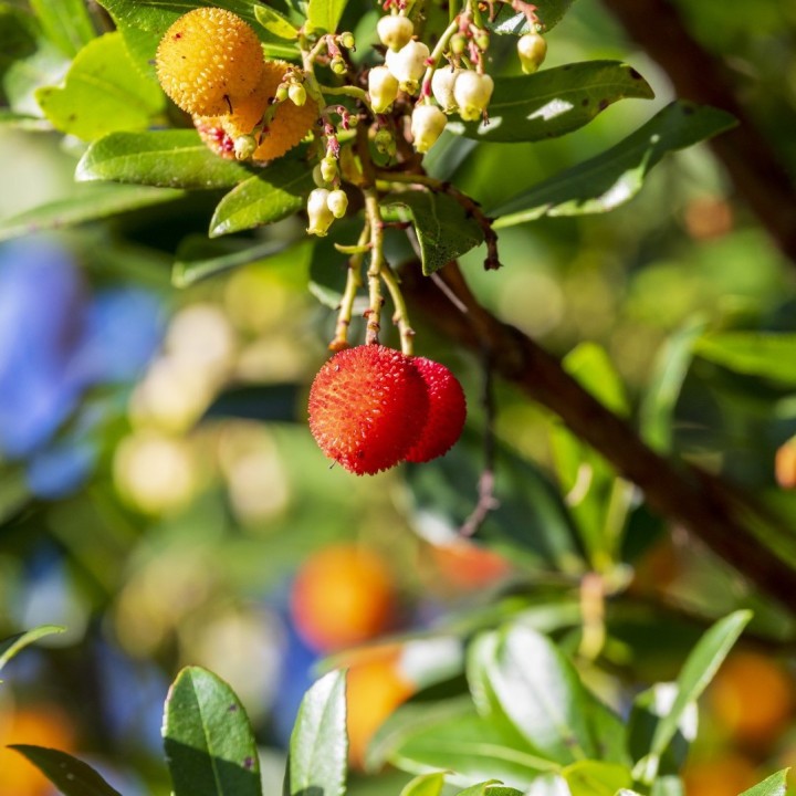 Sementes de medronheiro (Arbutus unedo) o arbusto de bagas globosas comestíveis