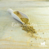 Amoreira Branca - 150-200 sementes