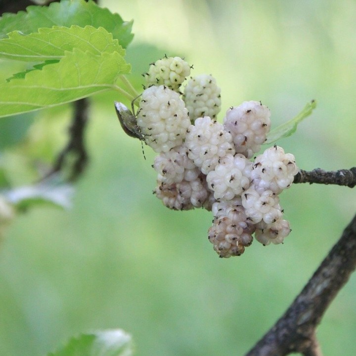 Sementes de amoreira branca (Morus alba) árvore de folha de amoreira